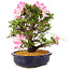 Rhododendron indicum Suzu-no-Homare, 27 cm, ± 12 jaar oud