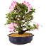 Rhododendron indicum Suzu-no-Homare, 27 cm, ± 12 Jahre alt