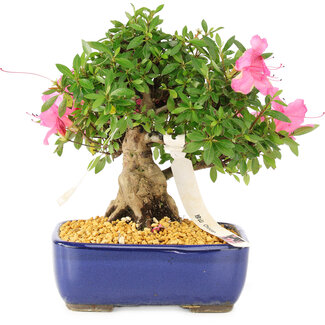 Rododendro indicum Chinzan, 20 cm, ± 12 años