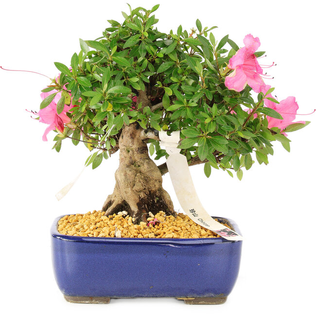 Rhododendron indicum Chinzan, 20 cm, ± 12 Jahre alt