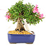 Rhododendron indicum Chinzan, 20 cm, ± 12 Jahre alt