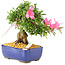 Rhododendron indicum Chinzan, 20 cm, ± 12 anni