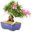 Rhododendron indicum Chinzan, 20 cm, ± 12 Jahre alt