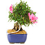 Rhododendron indicum Chinzan, 20 cm, ± 12 Jahre alt