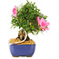 Rododendro indicum Chinzan, 20 cm, ± 12 años