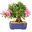 Rhododendron indicum Chinzan, 20 cm, ± 12 Jahre alt