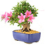 Rhododendron indicum Chinzan, 20 cm, ± 12 Jahre alt