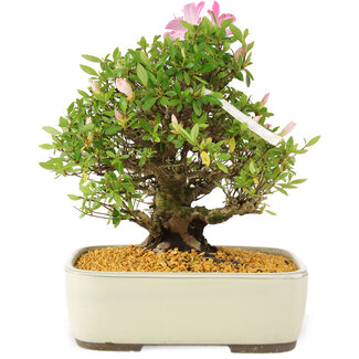 Rhododendron indicum Kikoshi, 25 cm, ± 12 Jahre alt