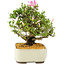 Rhododendron indicum Kikoshi, 25 cm, ± 12 Jahre alt