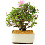 Rhododendron indicum Kikoshi, 25 cm, ± 12 ans