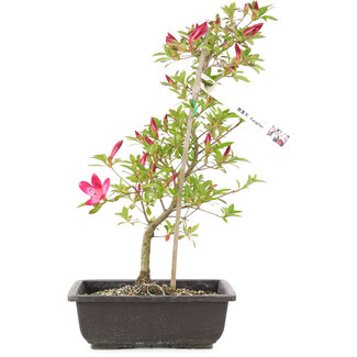 Rhododendron indicum Kangiten, 38 cm, ± 6 anni