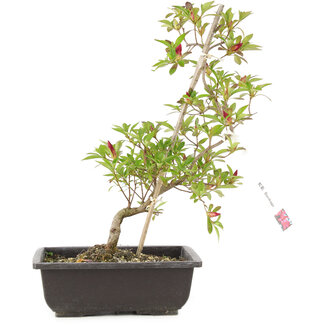 Rhododendron indicum Benikage, 23 cm, ± 6 Jahre alt