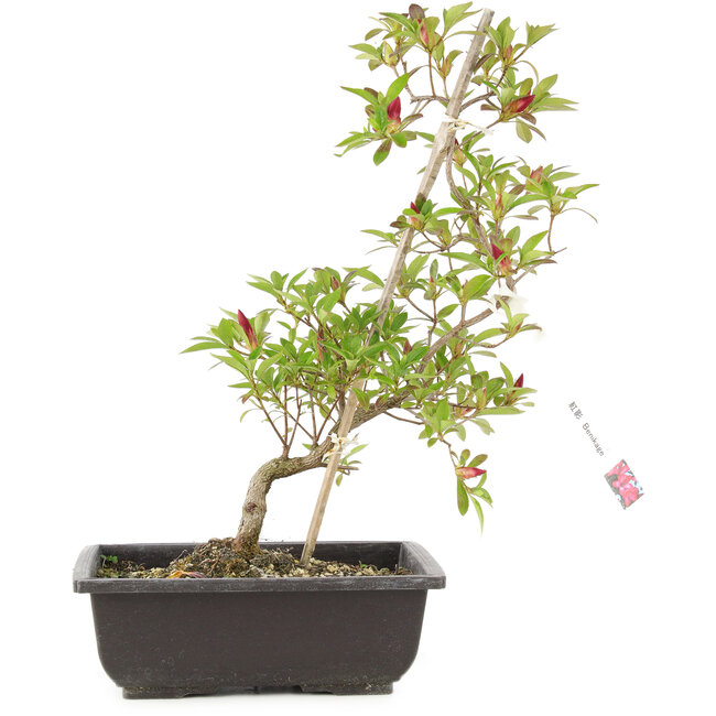 Rhododendron indicum Benikage, 23 cm, ± 6 Jahre alt