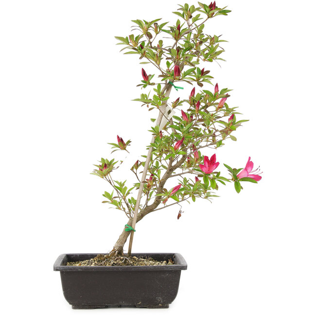 Rhododendron indicum Benikage, 23 cm, ± 6 anni