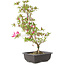 Rododendro indicum Benikage, 23 cm, ± 6 años