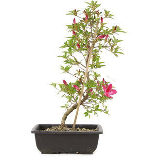 Rododendro indicum Benikage, 23 cm, ± 6 años