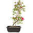 Rhododendron indicum Benikage, 23 cm, ± 6 years old