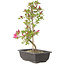 Rhododendron indicum Benikage, 23 cm, ± 6 Jahre alt