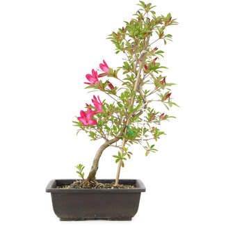 Rhododendron indicum Benikage, 23 cm, ± 6 Jahre alt