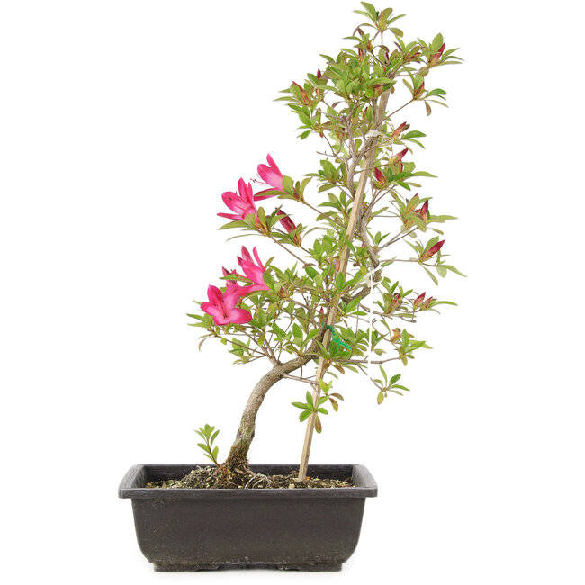 Rhododendron indicum Benikage, 23 cm, ± 6 Jahre alt