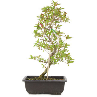 Rhododendron indicum Benikage, 23 cm, ± 6 Jahre alt