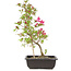 Rhododendron indicum Benikage, 23 cm, ± 6 Jahre alt