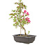 Rhododendron indicum Benikage, 23 cm, ± 6 jaar oud