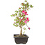 Rhododendron indicum Benikage, 23 cm, ± 6 Jahre alt