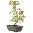 Rhododendron indicum Benikage, 23 cm, ± 6 Jahre alt