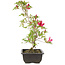 Rhododendron indicum Benikage, 23 cm, ± 6 jaar oud