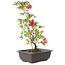 Rhododendron indicum Benikage, 23 cm, ± 6 Jahre alt