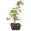 Rhododendron indicum Benikage, 23 cm, ± 6 Jahre alt