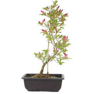 Rhododendron indicum Benikage, 23 cm, ± 6 Jahre alt