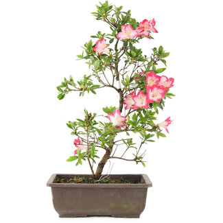 Rhododendron indicum, 23 cm, ± 6 ans