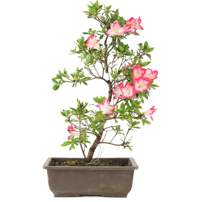 Rhododendron indicum, 23 cm, ± 6 jaar oud