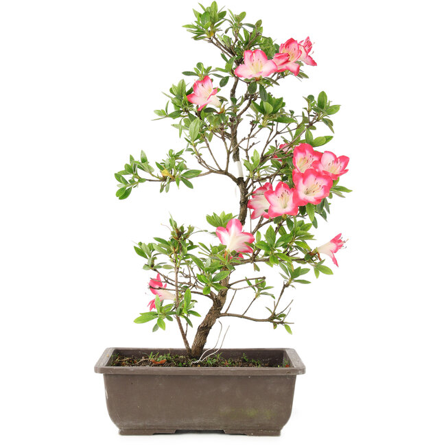 Rhododendron indicum, 23 cm, ± 6 Jahre alt