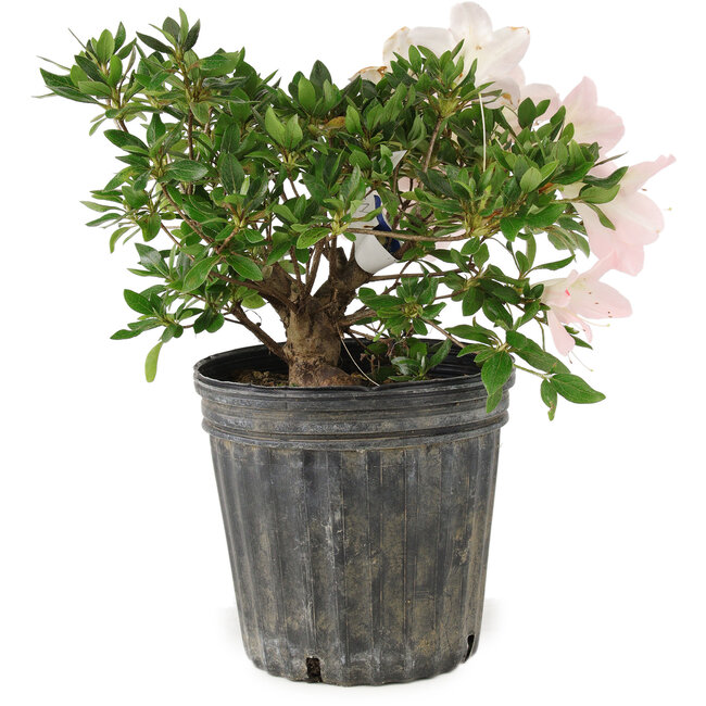 Rododendro indicum Suisen, 20 cm, ± 10 años