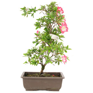 Rhododendron indicum, 23 cm, ± 6 Jahre alt