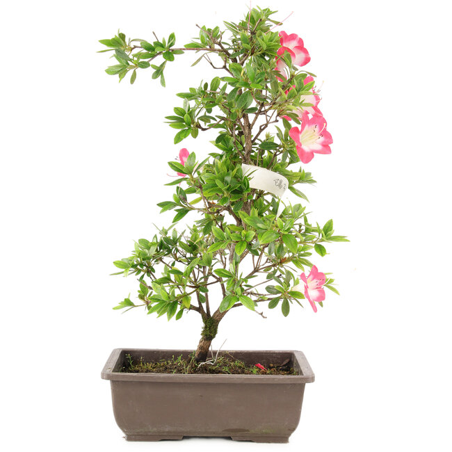 Rhododendron indicum, 23 cm, ± 6 Jahre alt