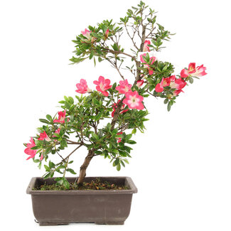 Rododendro indicum, 23 cm, ± 6 años