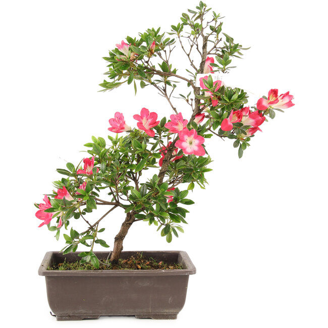 Rhododendron indicum, 23 cm, ± 6 anni