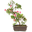 Rododendro indicum, 23 cm, ± 6 años