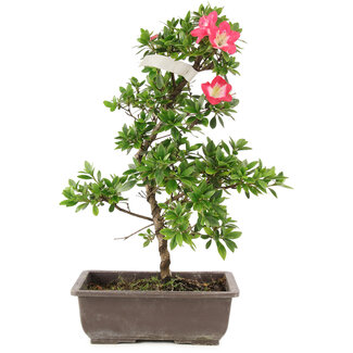 Rhododendron indicum, 23 cm, ± 6 ans