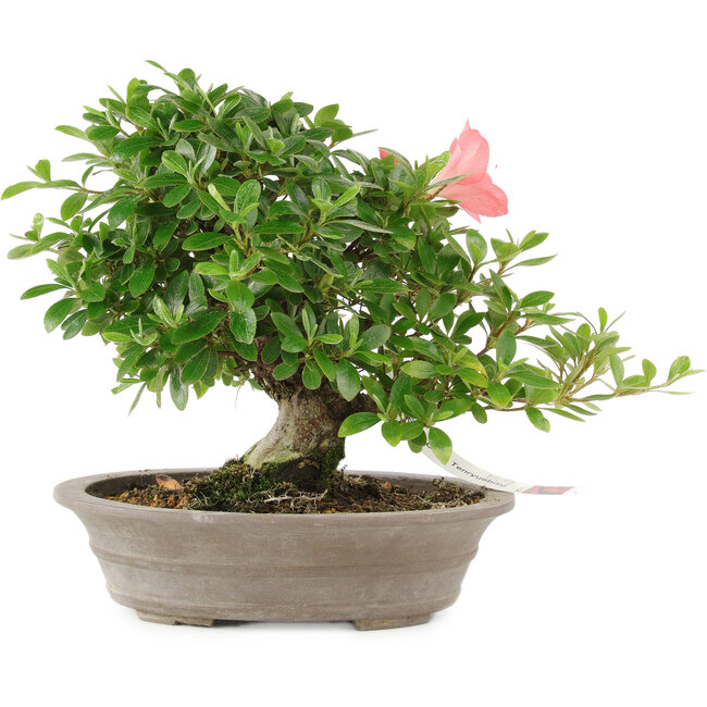 Rhododendron indicum Tenryuebisu, 19 cm, ± 18 jaar oud