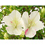 Rhododendron indicum Akame-no-Tsuki, 22 cm, ± 18 jaar oud