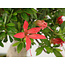 Rhododendron indicum Sachi-no-Kirameki, 21 cm, ± 18 Jahre alt