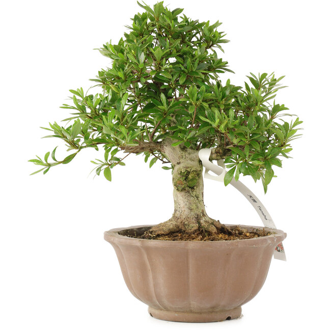 Rhododendron indicum Tensho, 22 cm, ± 18 Jahre alt