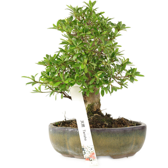 Rhododendron indicum Tensho, 21 cm, ± 18 Jahre alt