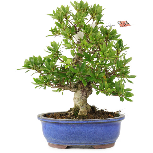 Rhododendron indicum Nissho-no-Hikari, 22 cm, ± 18 Jahre alt