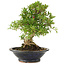 Rhododendron indicum Tensho, 22 cm, ± 18 Jahre alt